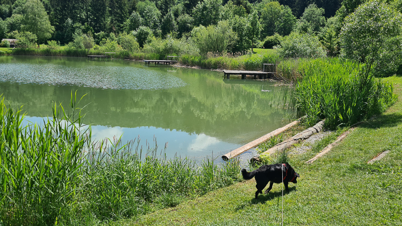 Hundestrand Badeteich Pielachtal