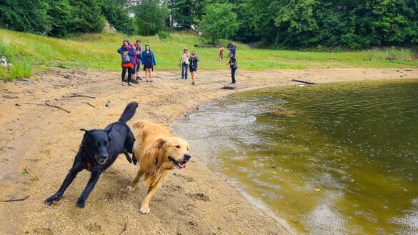 hundebadetag am ottensteiner stausee