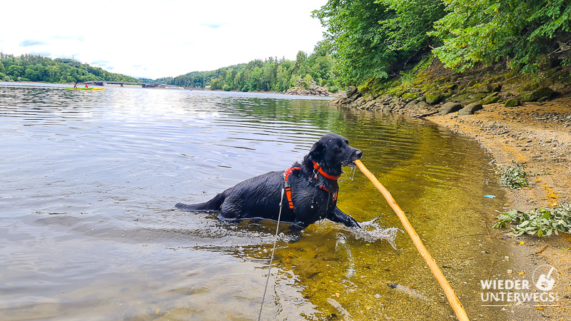 hunde mit steckerl schwimmen ottensteiner stausee