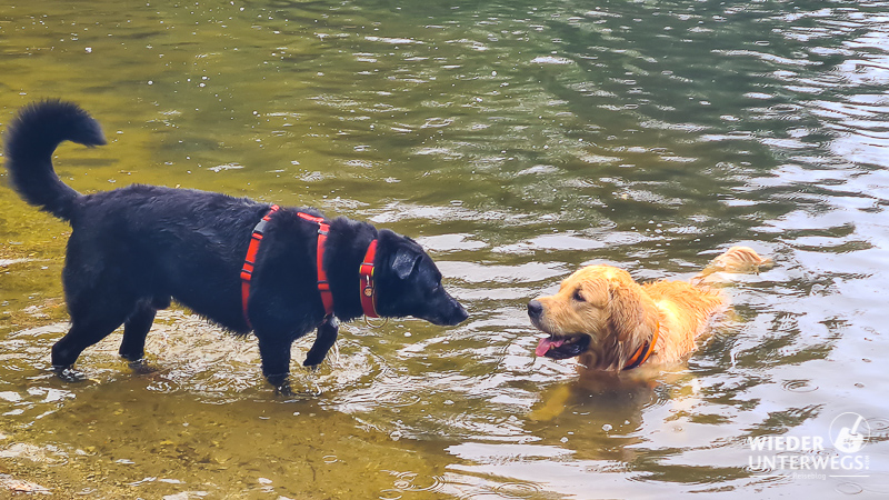 hunde im see ottenstein