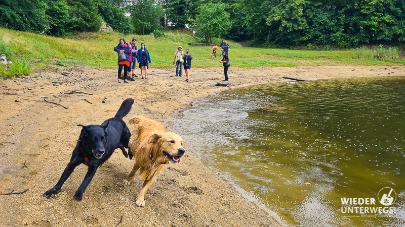 hunde laufen baden am ottensteiner stausee