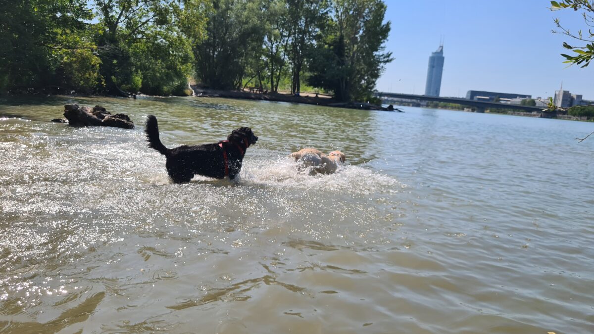 hundezone nod donauinsel hund schwimmen und baden