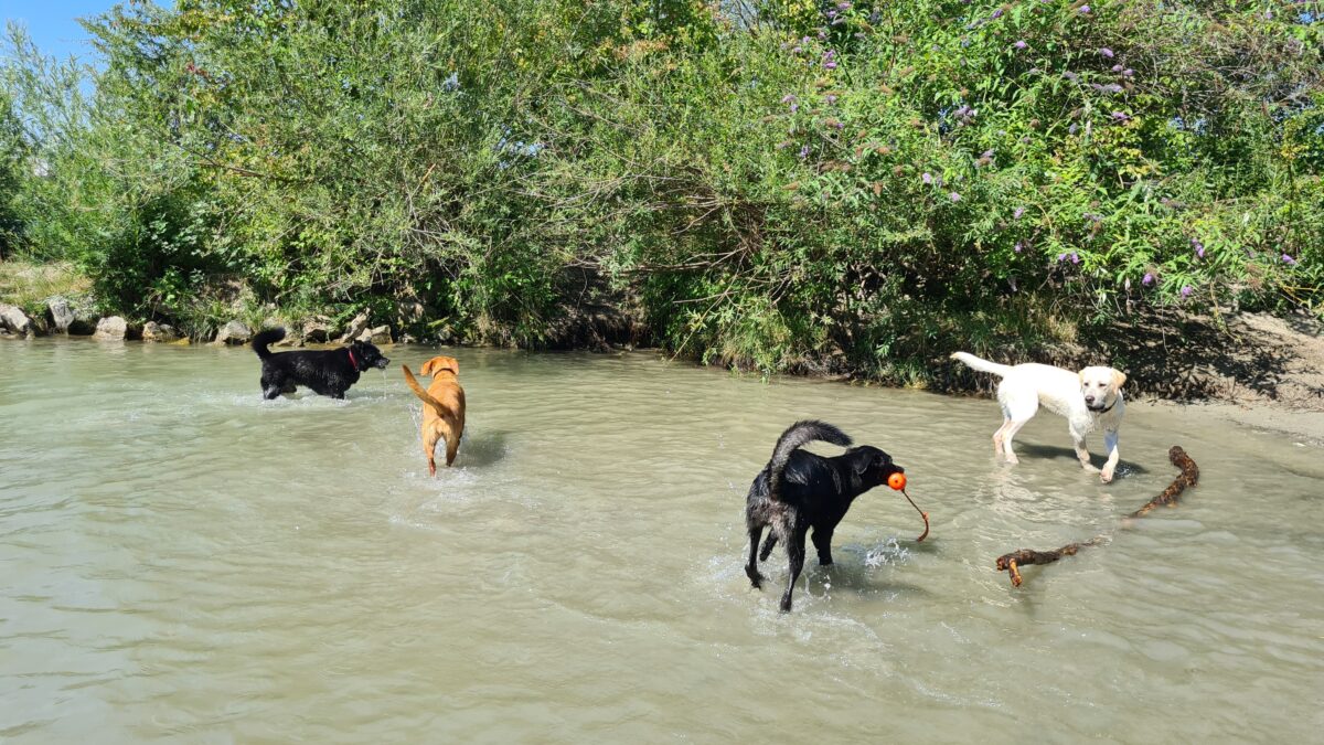 hundebadestrand Nord Hunde baden