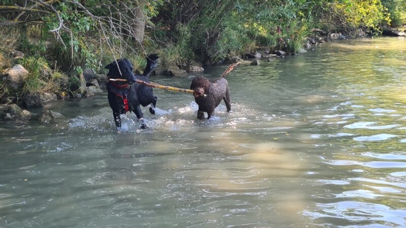 Hunde im wasser hundebadestrand nord donauinsel