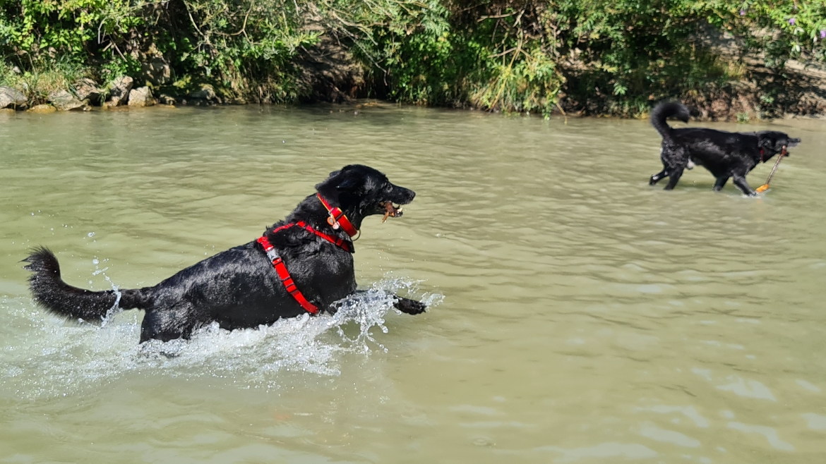 zwei hunde beim schwimmen donauinsel hundezone nord
