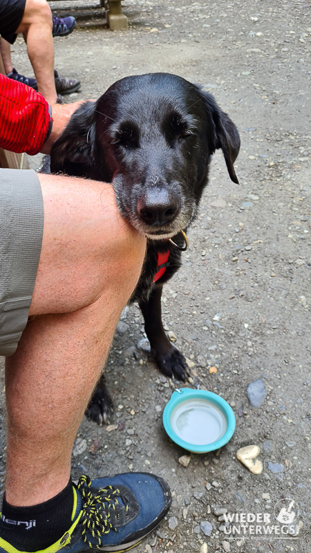 hund in der liechtensteinklamm