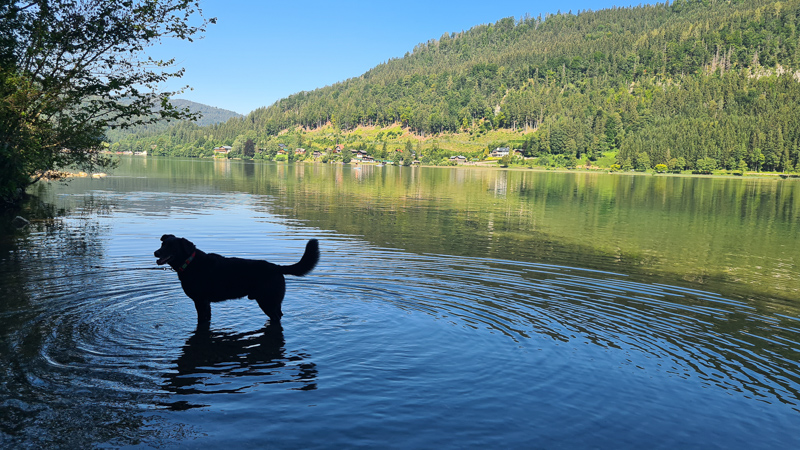 südufer lunzer see baden mit hund