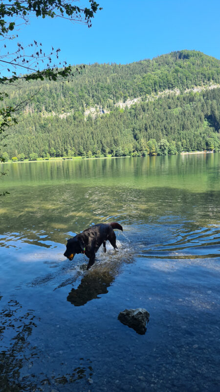 Lunzer See baden mit hund