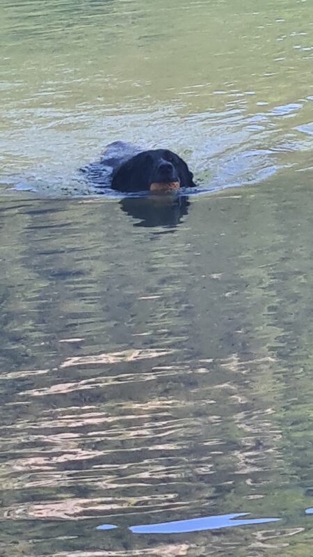 baden mit hund schwarzer hund schwimmt im lunzer see