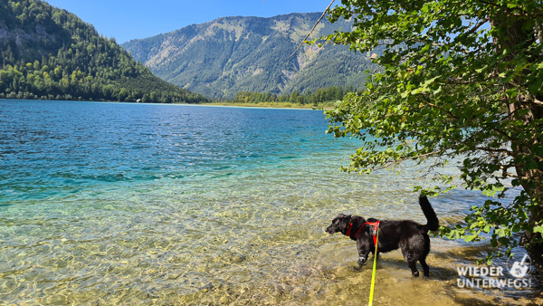 offensee baden mit hund