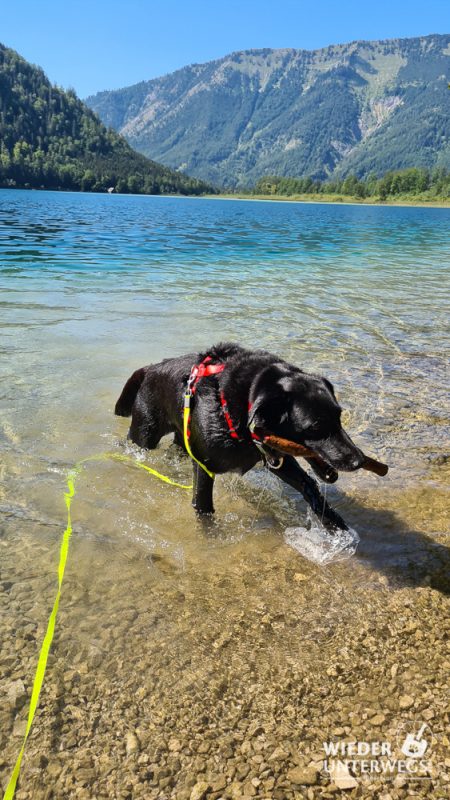 badender hund am offensee