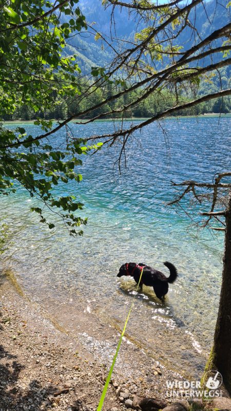 hund offensee sommer baden