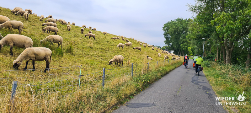 Schafe am Elberadweg