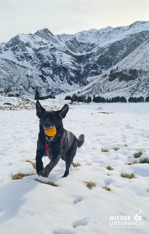 hund im schnee in sportgastein