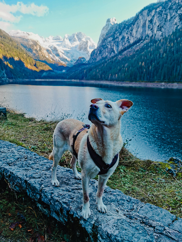 wandern rund um den vorderen gosausee mit hund