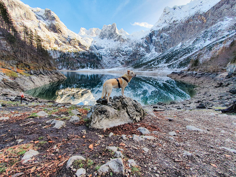 wanderung hinterer gosausee spiegelung im wasser mit hund