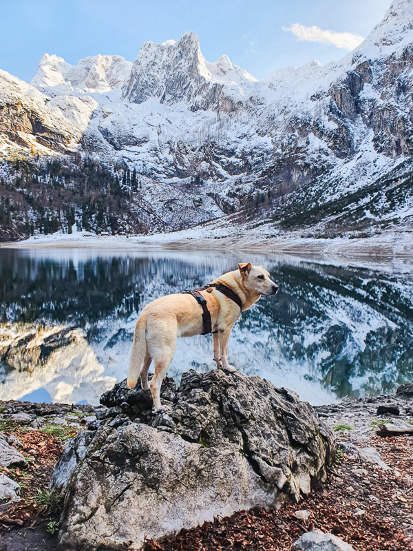 Hund im winter am hinteren gosausee postkartenmotiv
