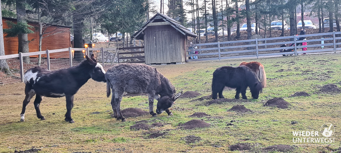 strichelzoo Hohe wand