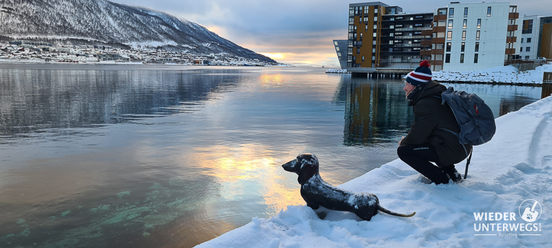 Tromsø Winter  daxhound