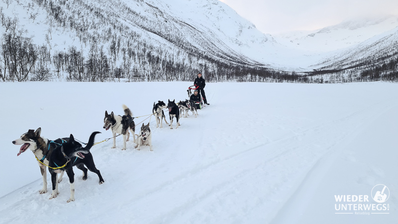 Tromsø Winter  schlittenhunde tour kvaloya