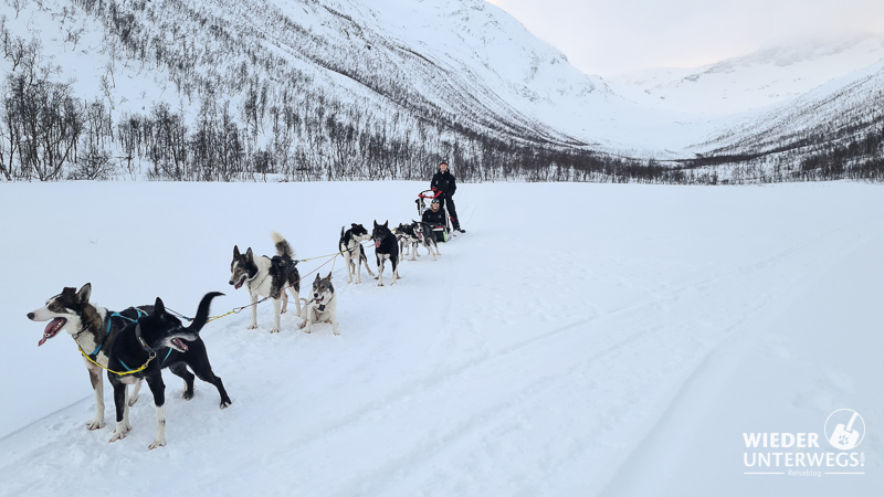 Tromsø Winter schlittenhunde tour kvaloya