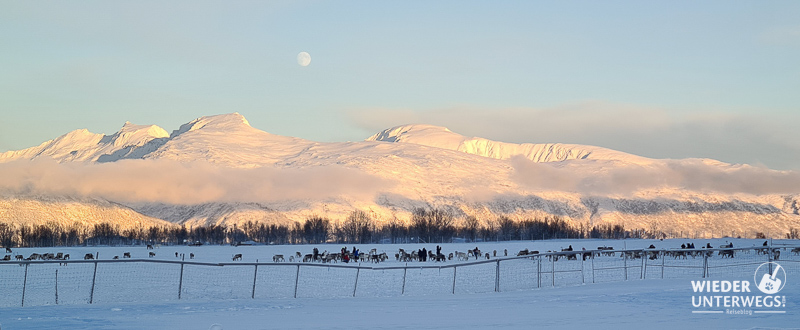 Tromsø Winter ausfaht zu den rentieren morgens