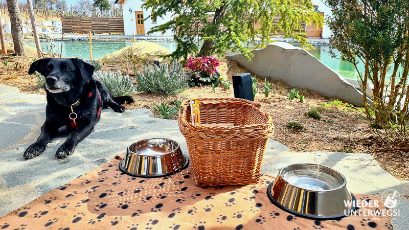 kittenberger chalet mit hund welcome package mit näpfen