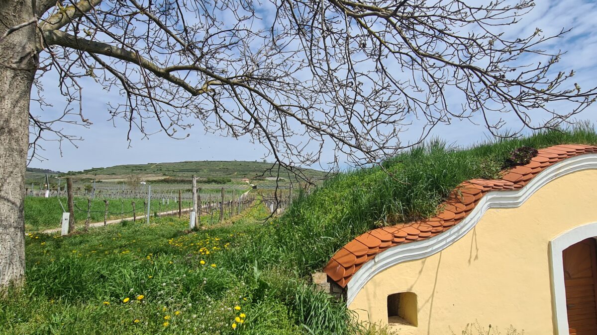 gaisberg kamptal weinregion dolle weine