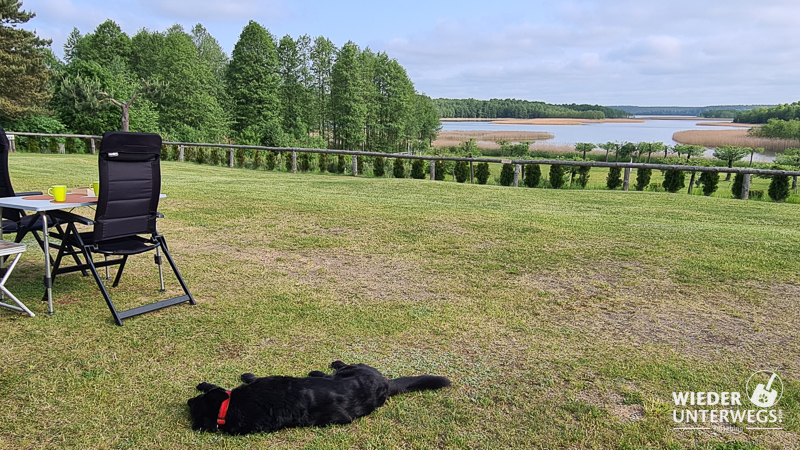 hund am campingplatz widok in polen