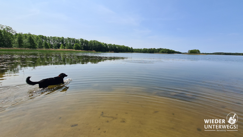 hund geht baden in masuren in polen