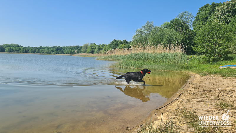 hund mragrowo seenplatte baden und schwimmen im camping polen