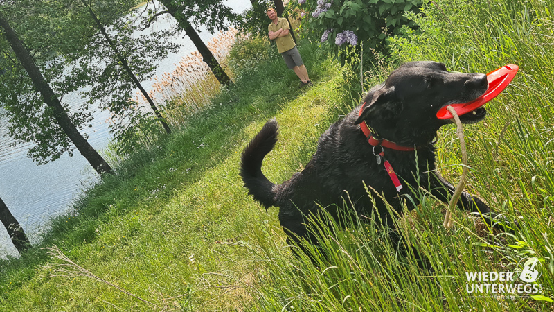 hund auf campingplatz in polen