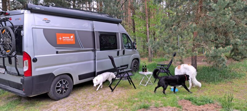 hunde am campingbus sidliesko lisia nora camping polen