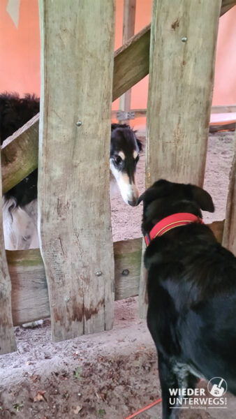 hunde bekanntschaft sidliesko lisia nora