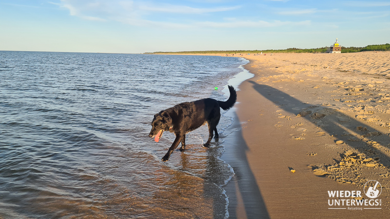 danzig werft strand beim campingplatz stogi mit hund abends