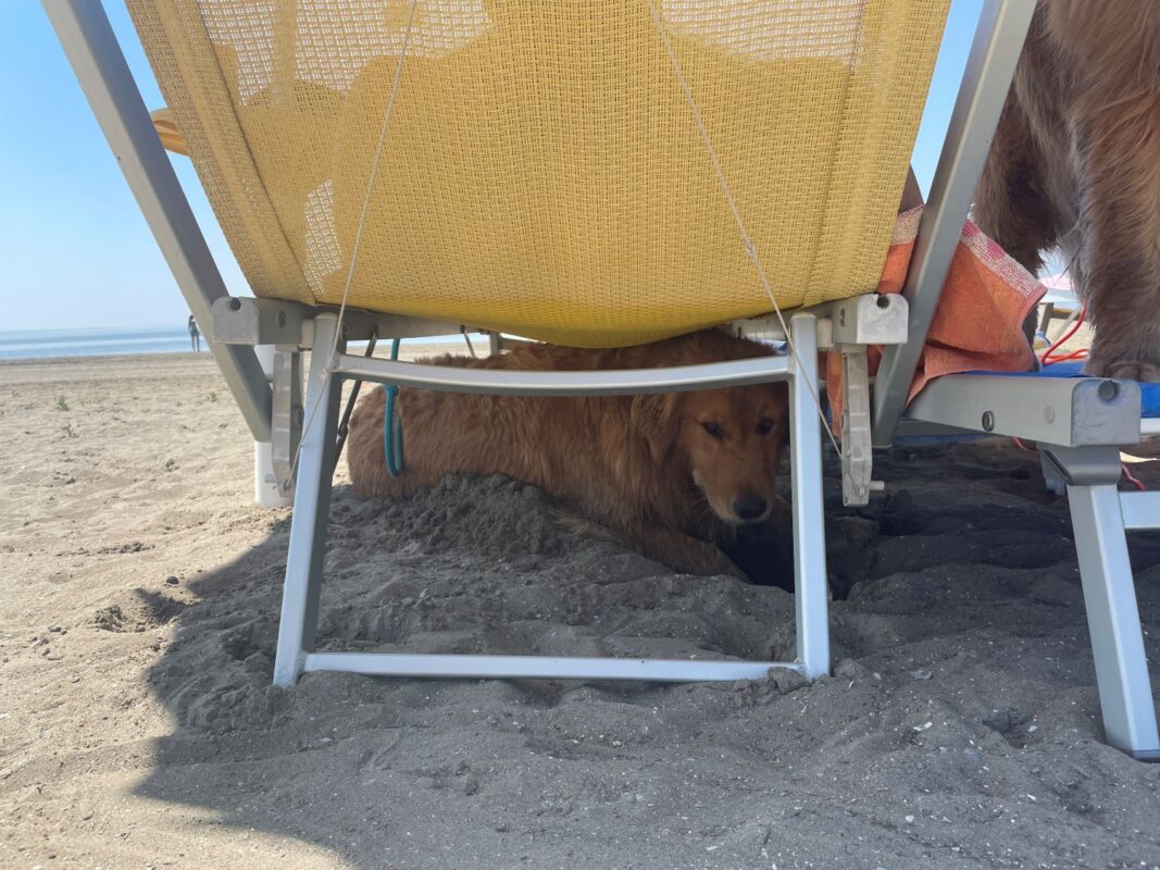 hund unter der liege am hundestrand in grado