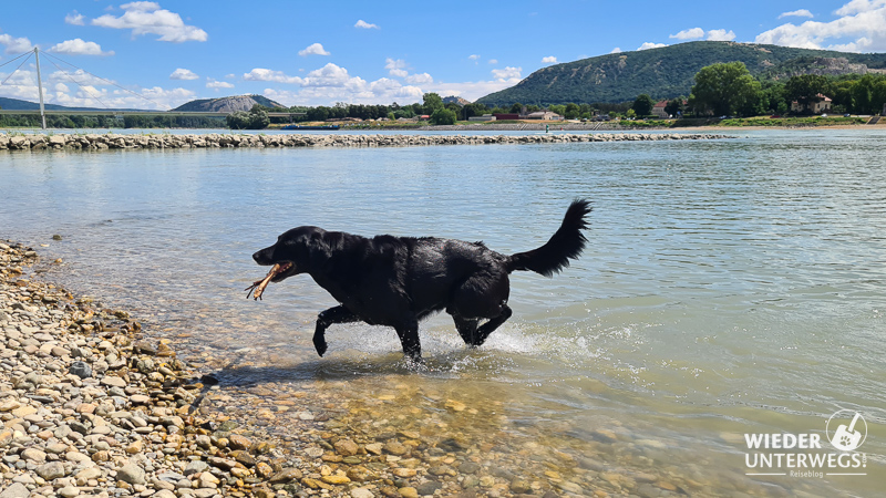 badeplatz stopfenreuth im nationalpark donauauen mit hund