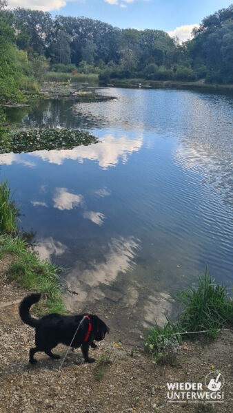 hund an der dechantlacke baden lobau wien