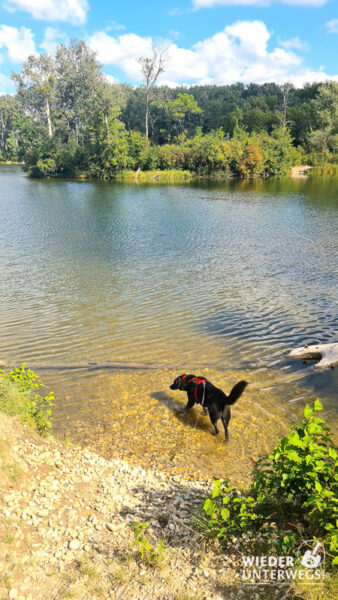 hund lobau