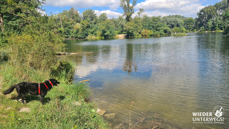 dechantlacke lobau nationalpark wien