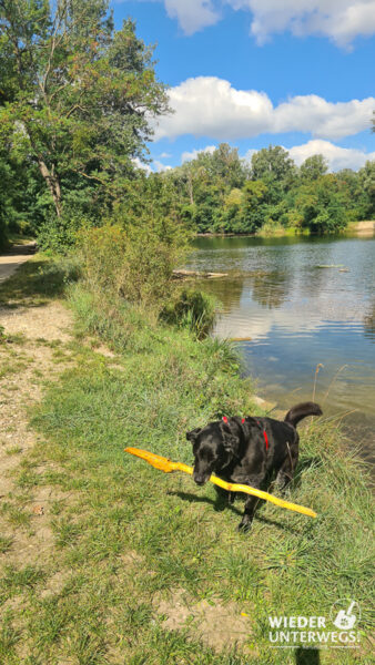 dechantlacke mit hund lobau baden