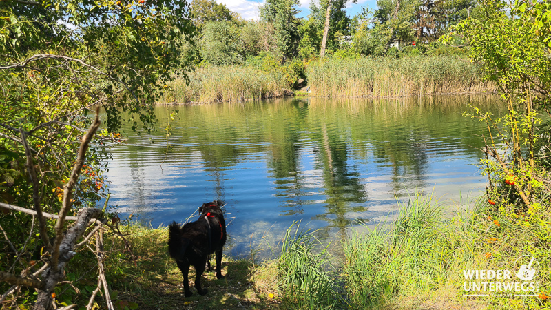 baden mit hund am mühlwasser