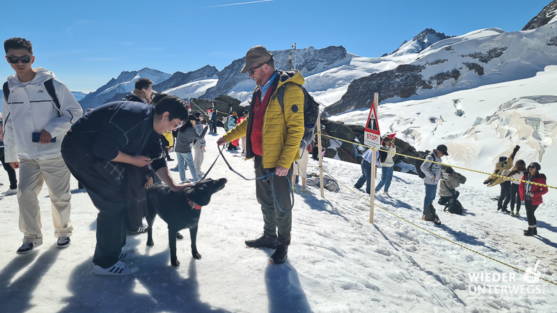 jungfraujoch am gletscher mit hund spazieren top of europe