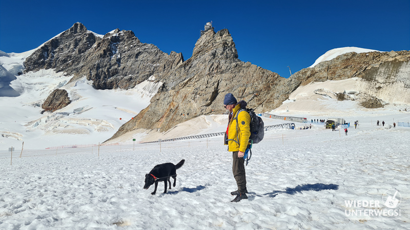 jungfraujoch top of europe mit hund