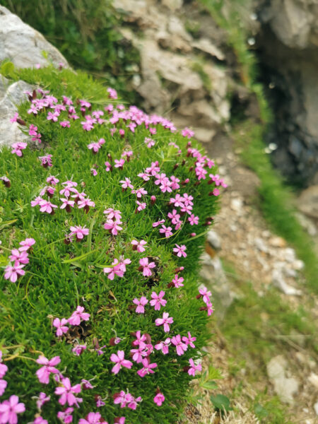 unterwegs blumen almrausch petzen wandern