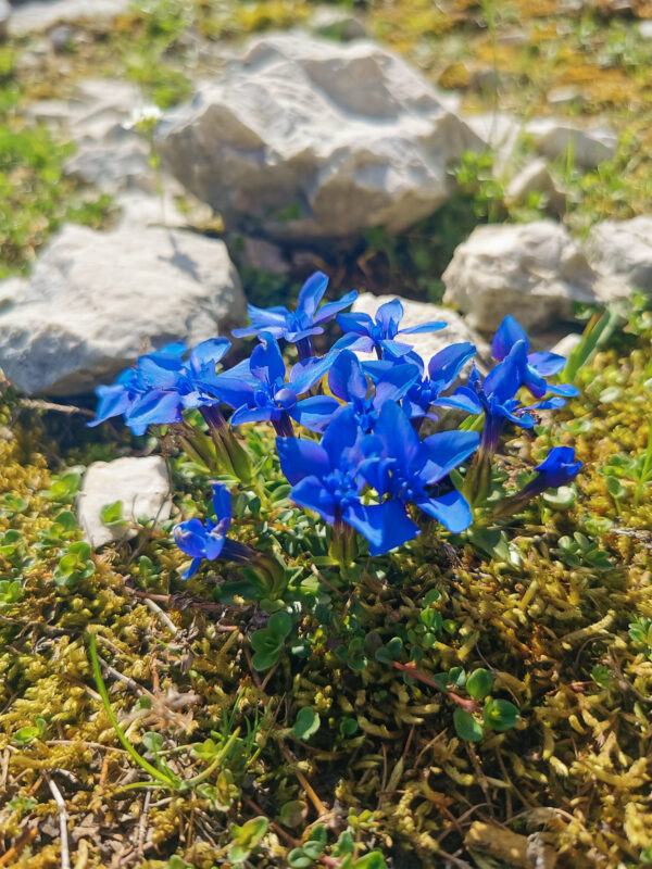 Wanderung auf die Petzen Einmal Kärnten, Slowenien & retour.