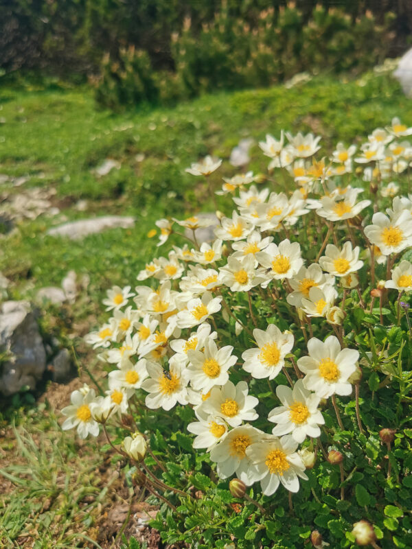 Wanderung auf die Petzen Einmal Kärnten, Slowenien & retour.