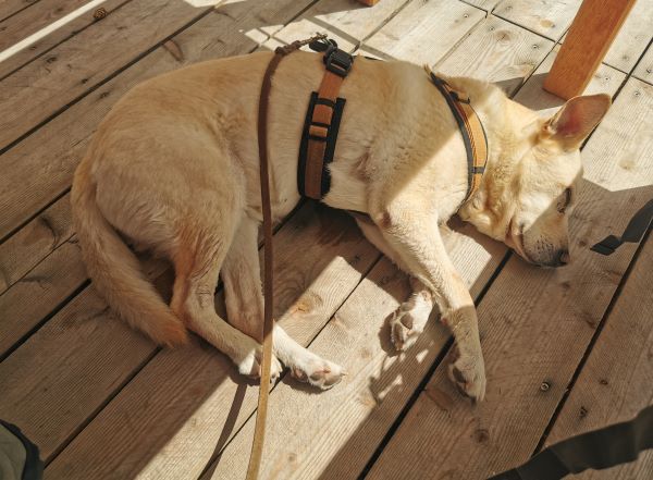 hund wanderung petzen