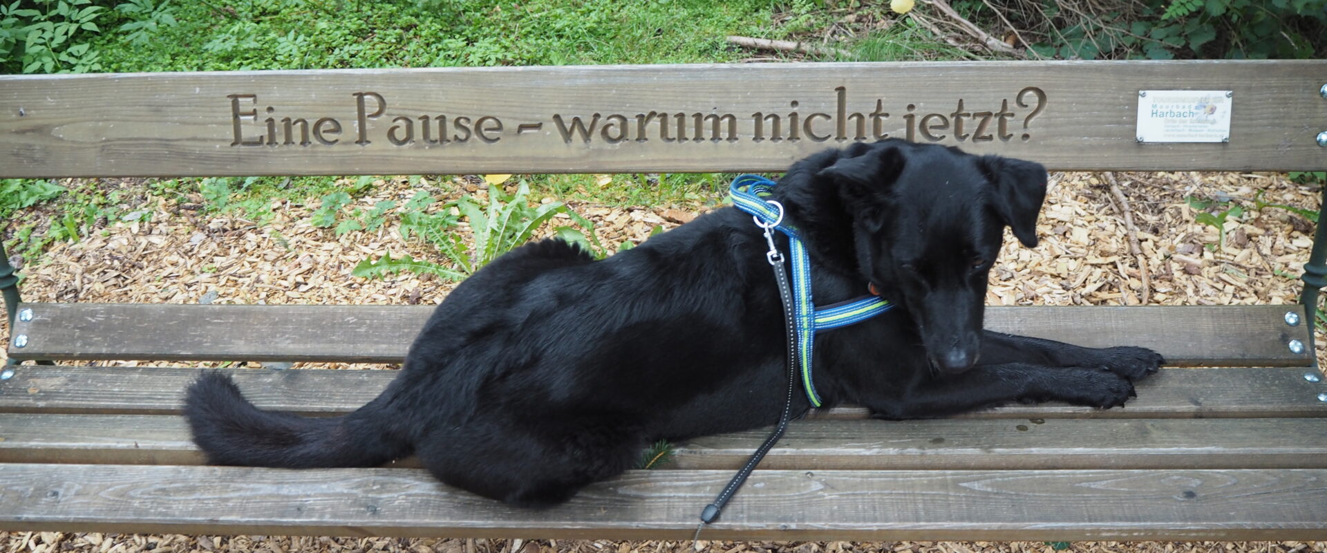 kur mit hund in österreich