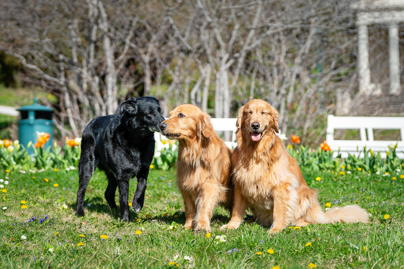 Hunde Hundebadeplätze Buch